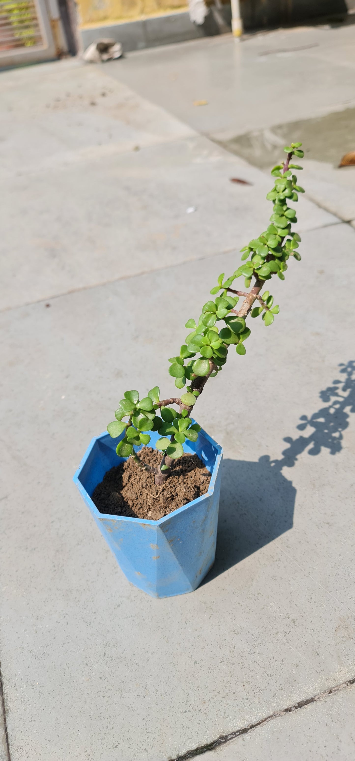 Elegant Jade Plant in 4-Inch Diamond Pot with Tray