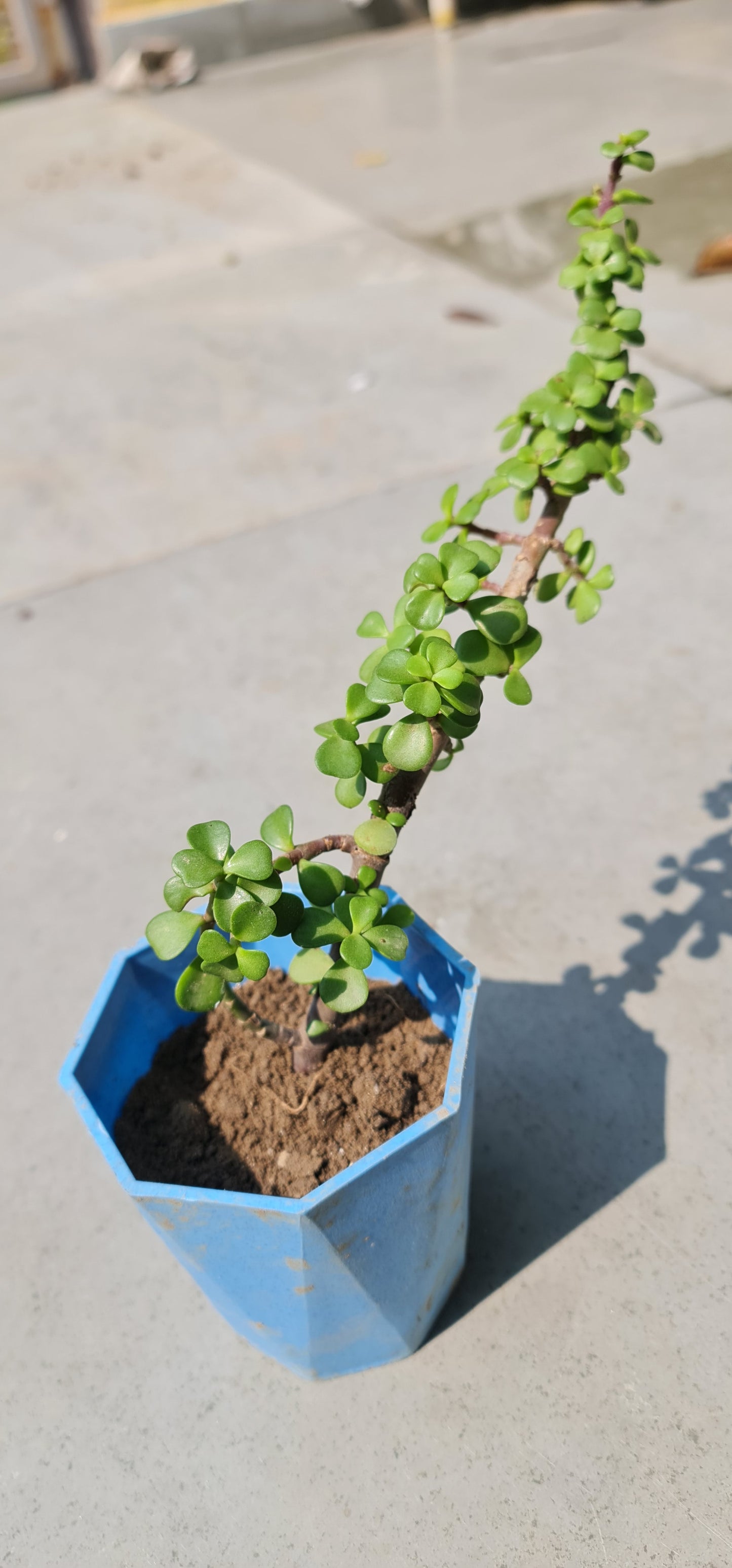 Elegant Jade Plant in 4-Inch Diamond Pot with Tray