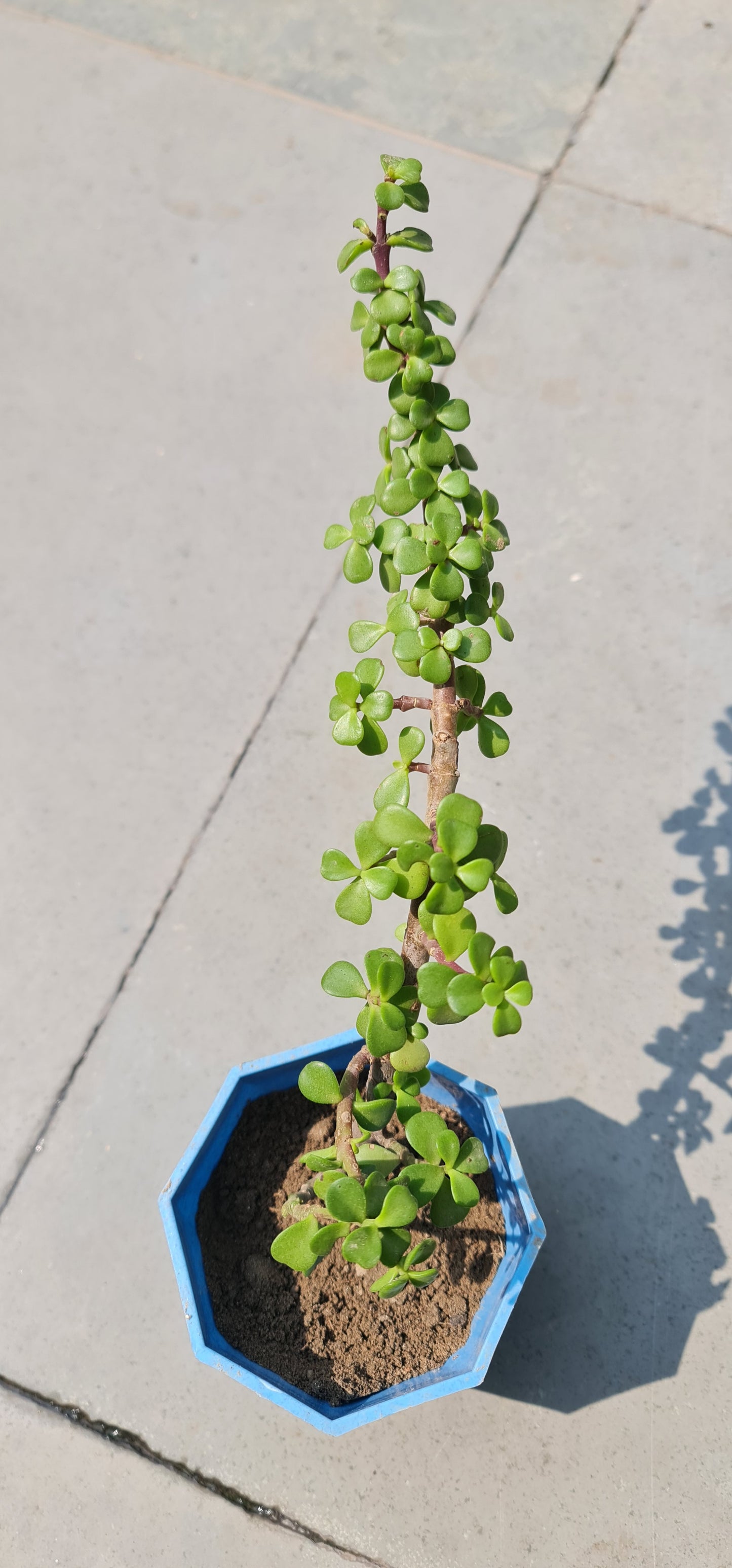 Elegant Jade Plant in 4-Inch Diamond Pot with Tray