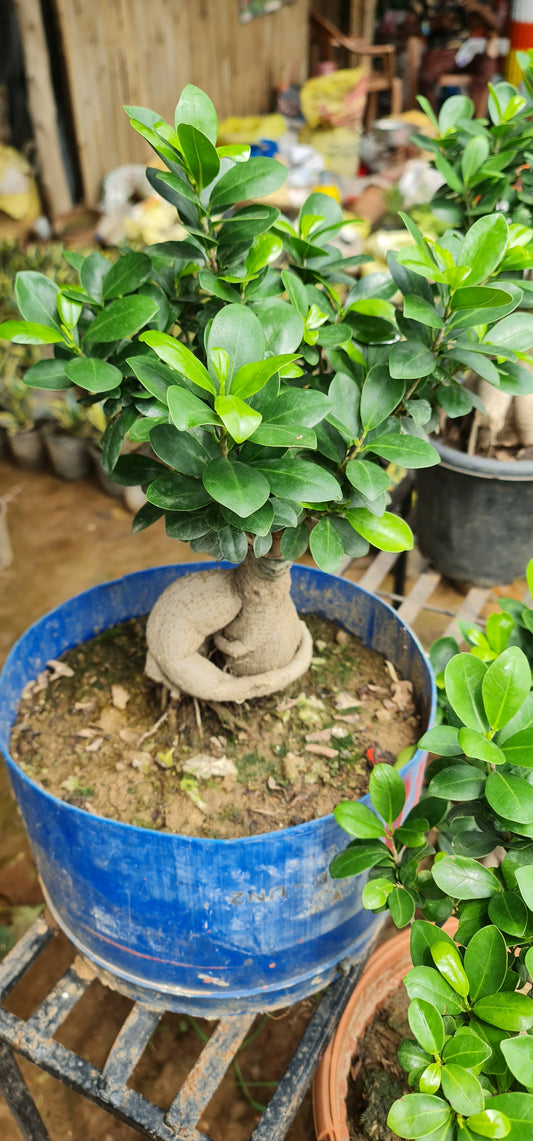 Ficus Retusa - The Perfect Indoor Bonsai for Elegance and Serenity