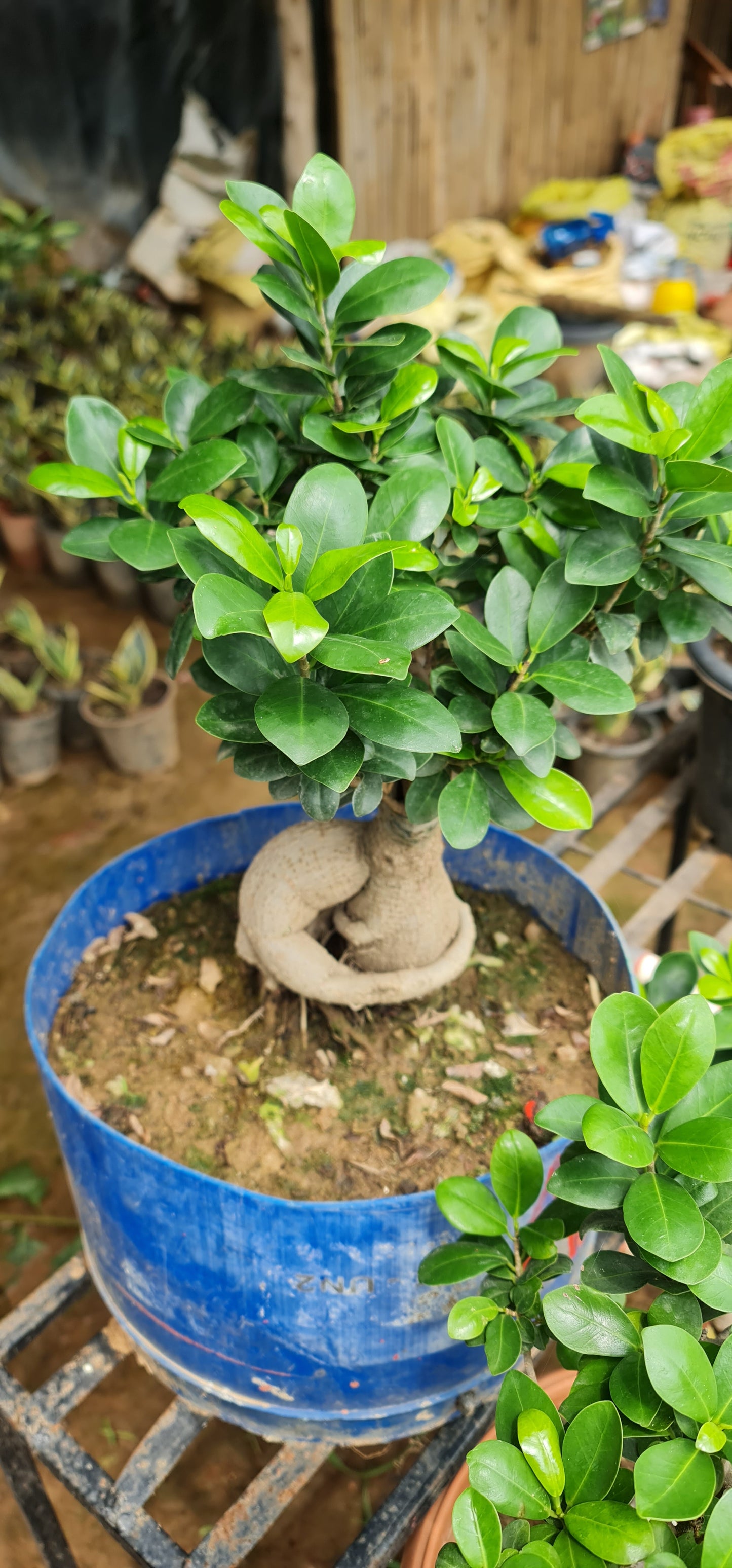 Ficus Retusa - The Perfect Indoor Bonsai for Elegance and Serenity