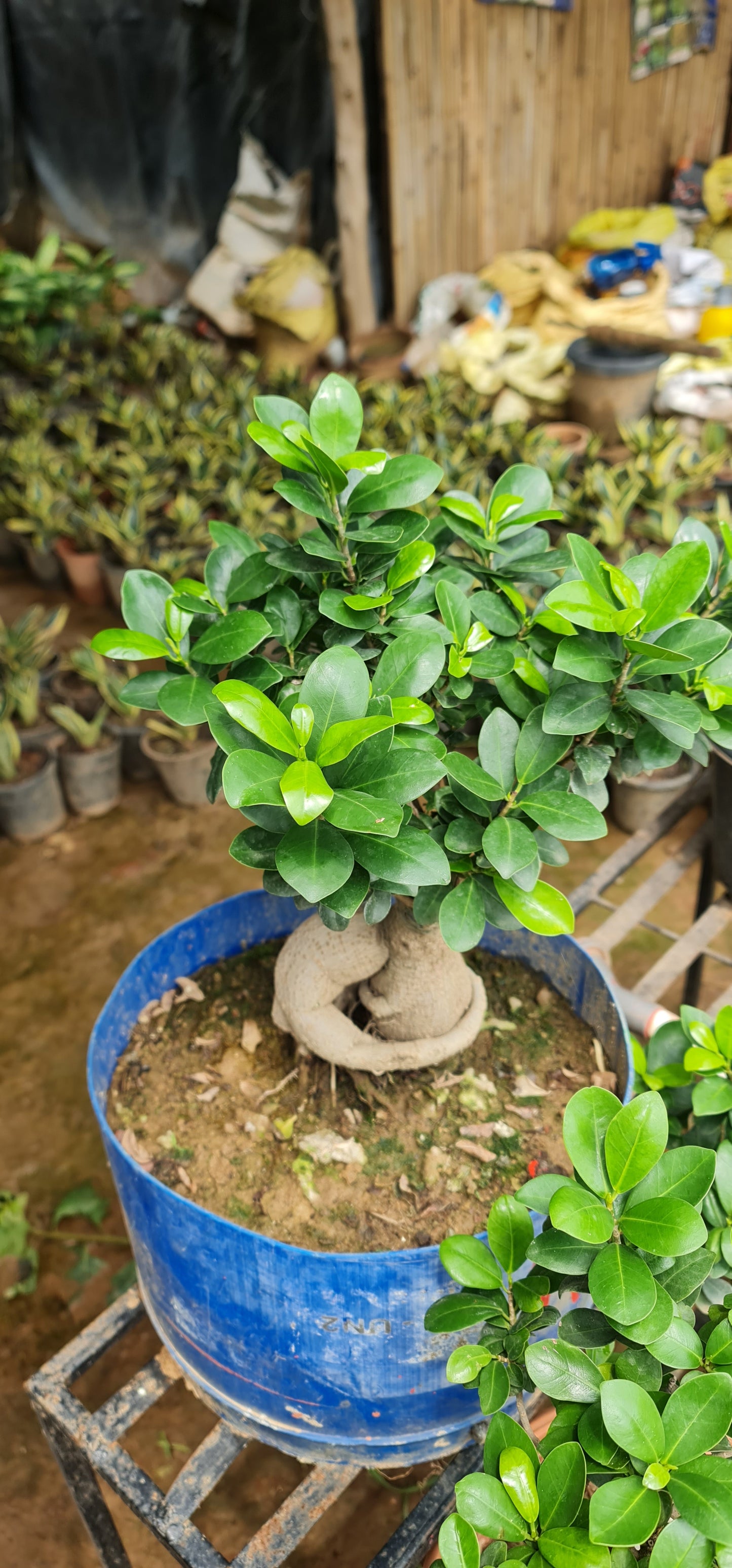 Ficus Retusa - The Perfect Indoor Bonsai for Elegance and Serenity