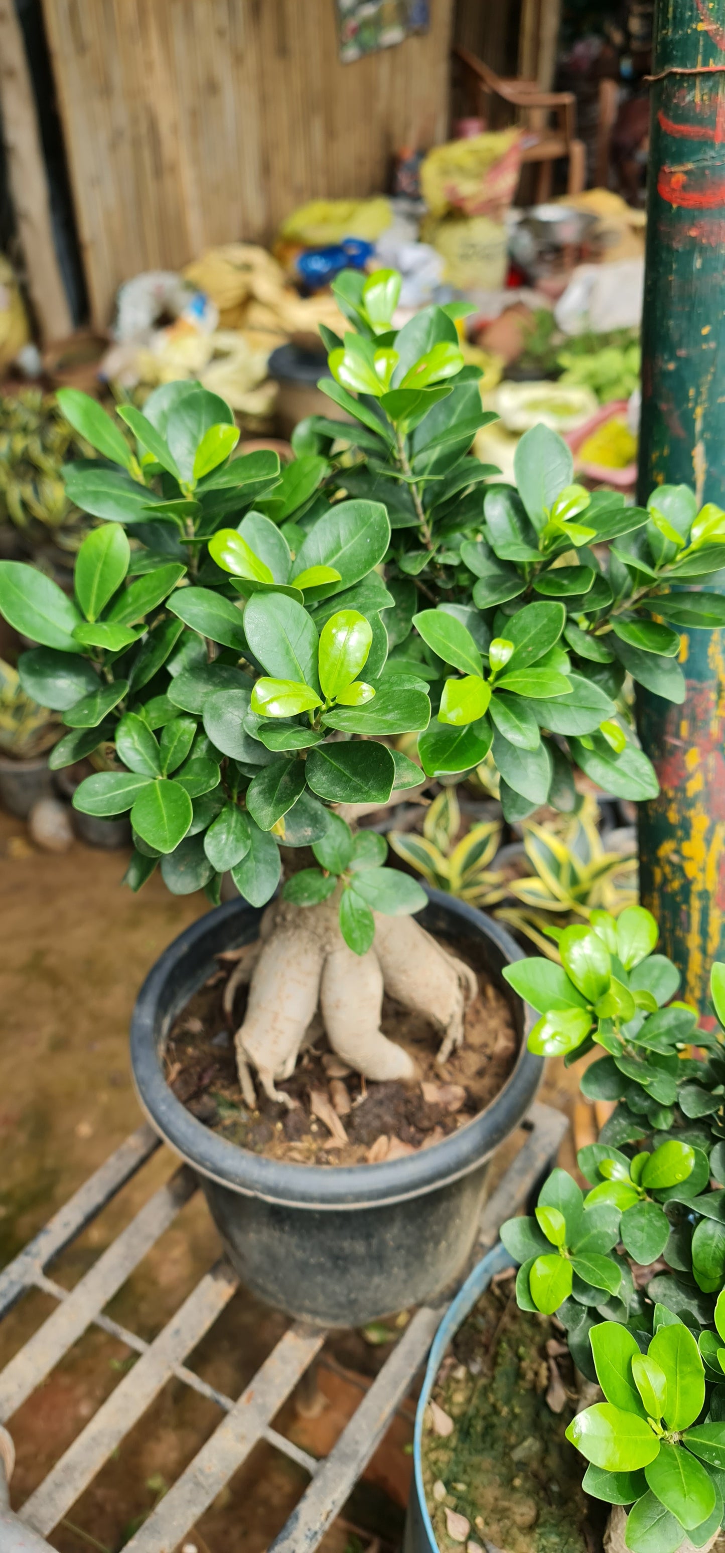 Ficus Retusa - The Perfect Indoor Bonsai for Elegance and Serenity