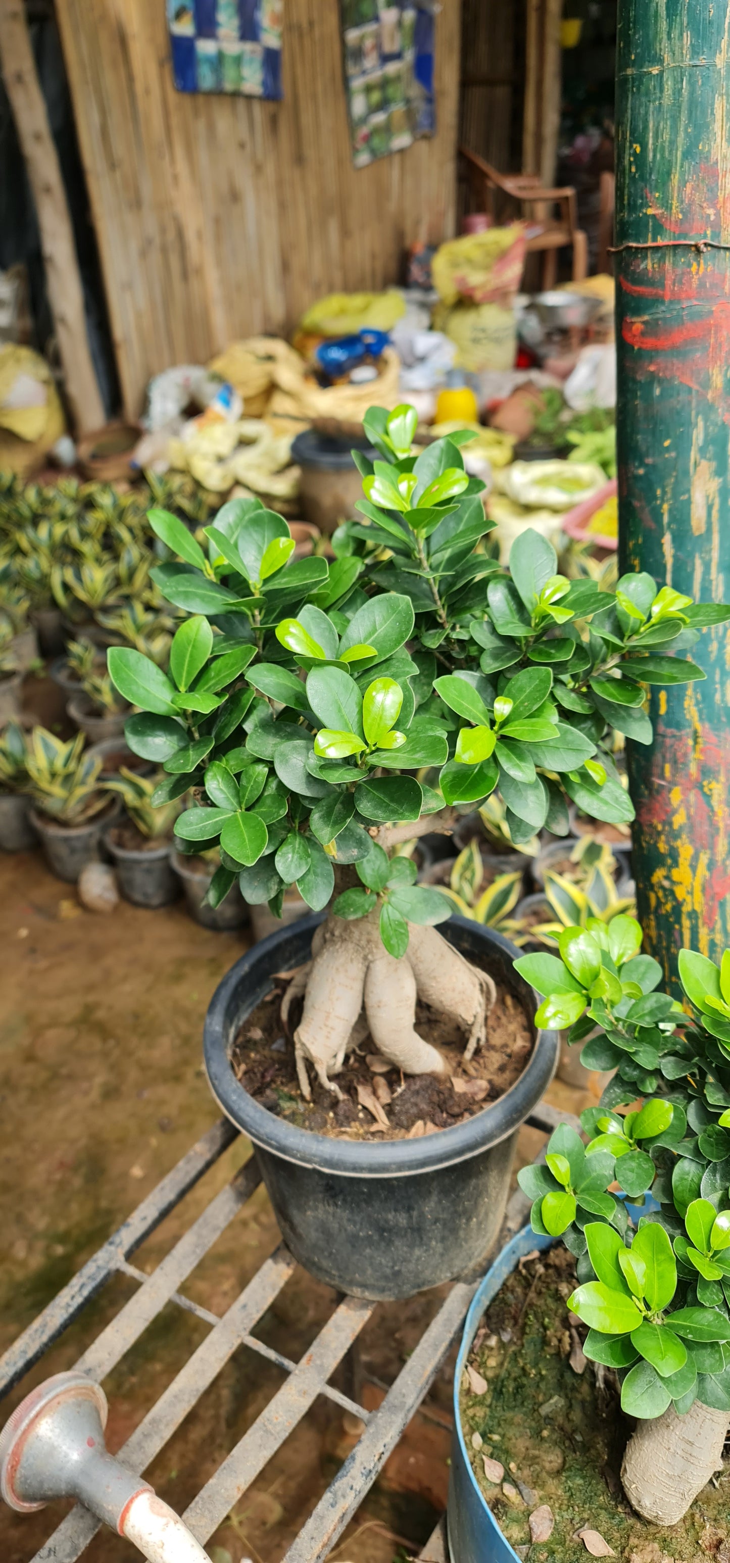 Ficus Retusa - The Perfect Indoor Bonsai for Elegance and Serenity