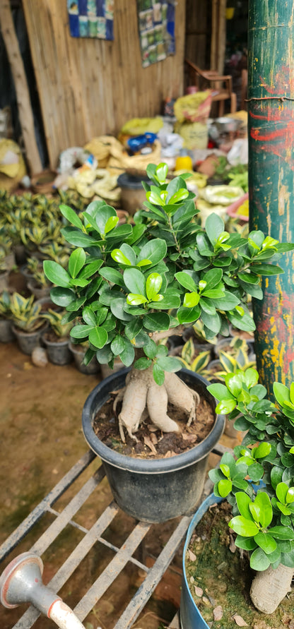 Ficus Retusa - The Perfect Indoor Bonsai for Elegance and Serenity