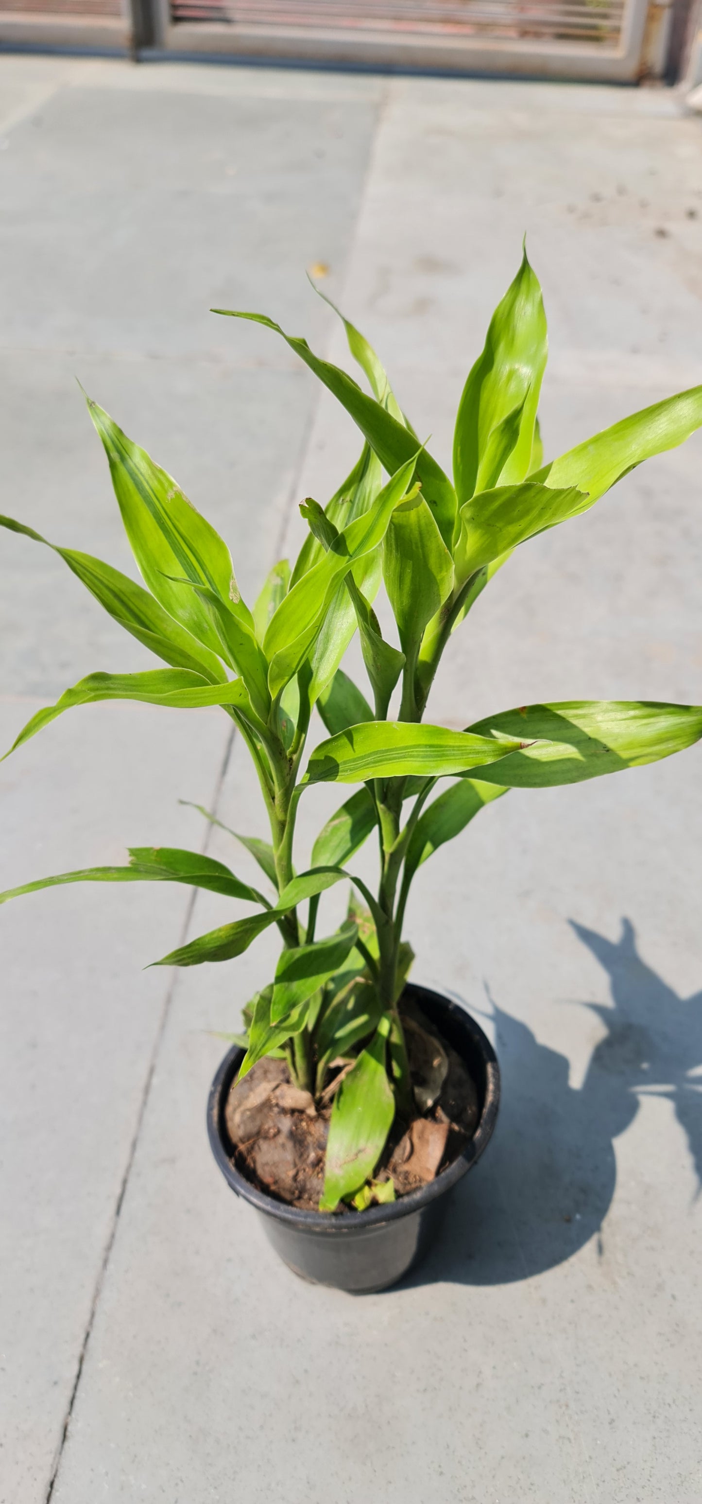 Golden Lucky Bamboo in 4-Inch Black Nursery Pot with Tray