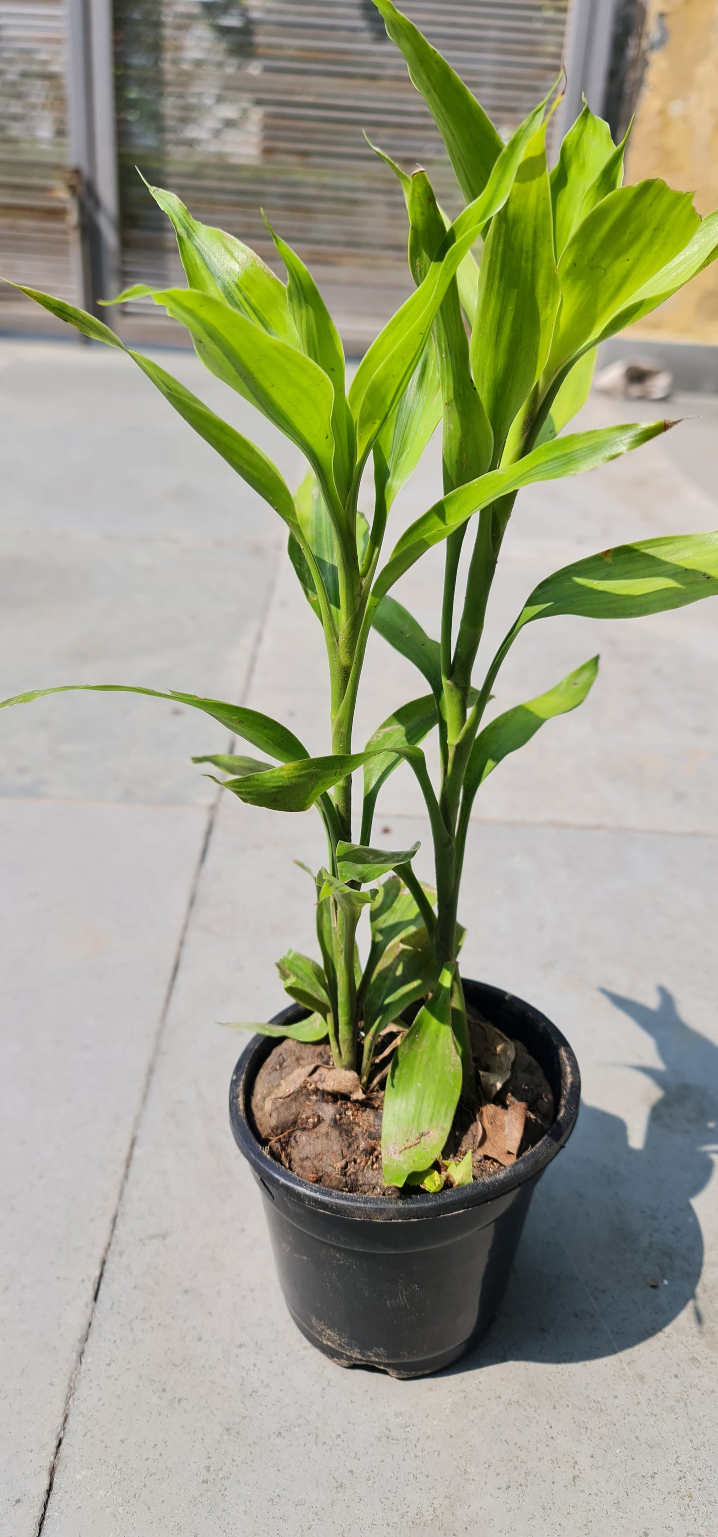 Golden Lucky Bamboo in 4-Inch Black Nursery Pot with Tray