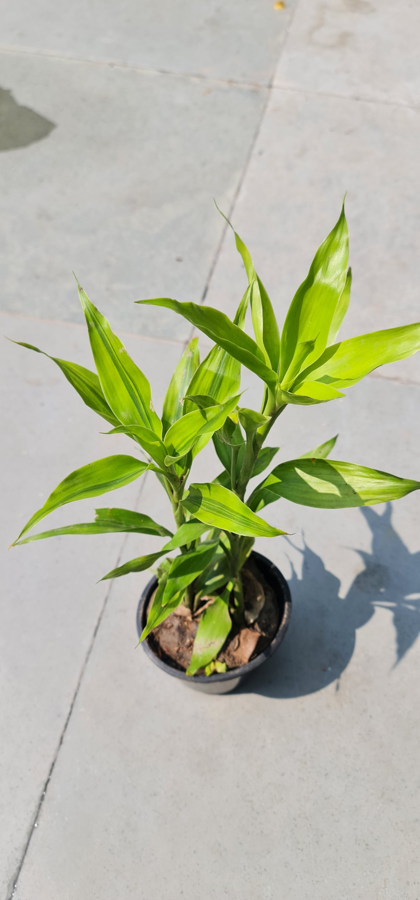 Golden Lucky Bamboo in 4-Inch Black Nursery Pot with Tray