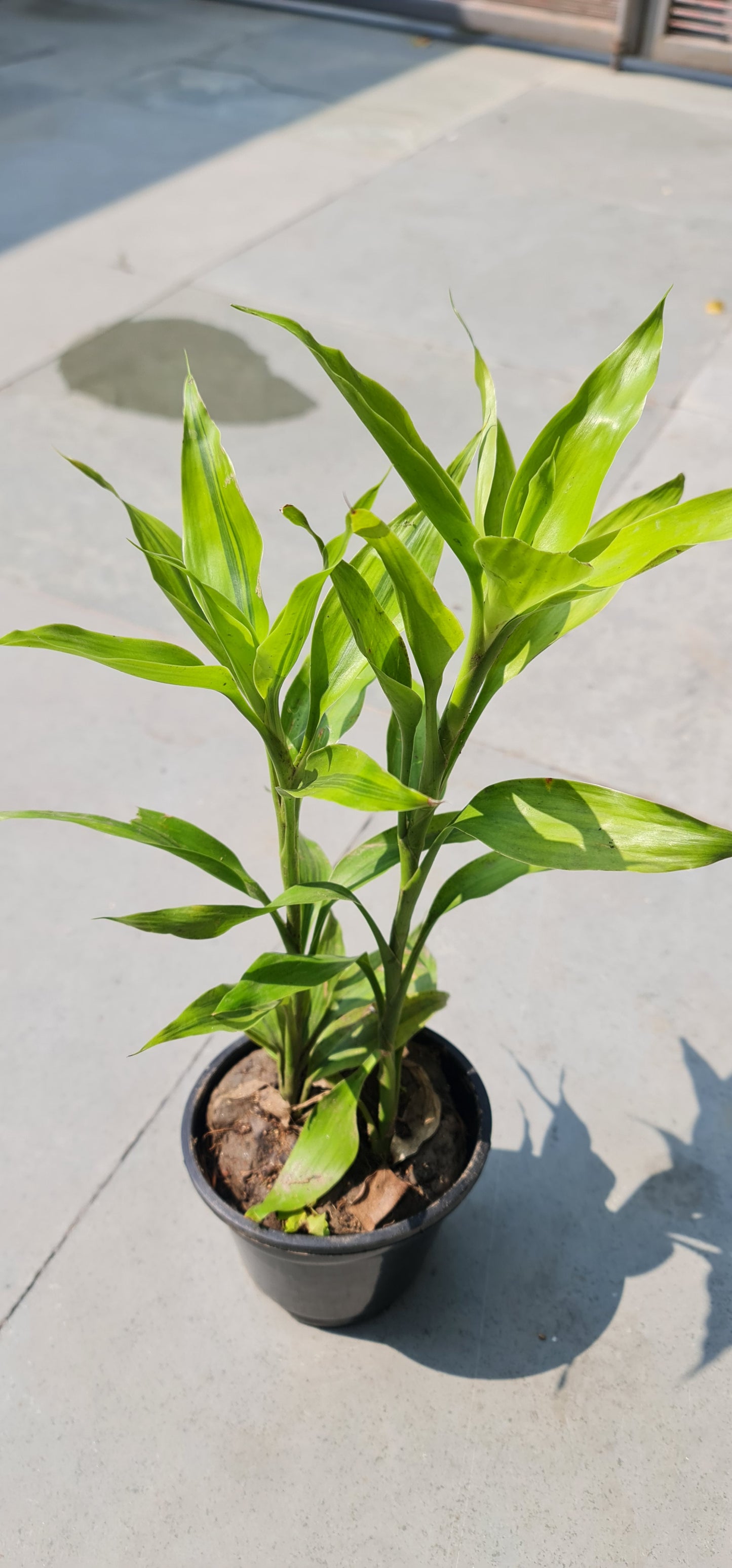 Golden Lucky Bamboo in 4-Inch Black Nursery Pot with Tray