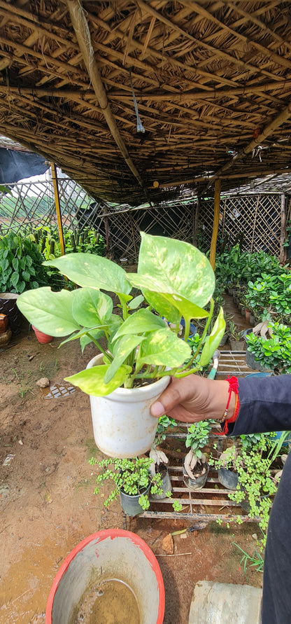 Golden Pothos Money Plant