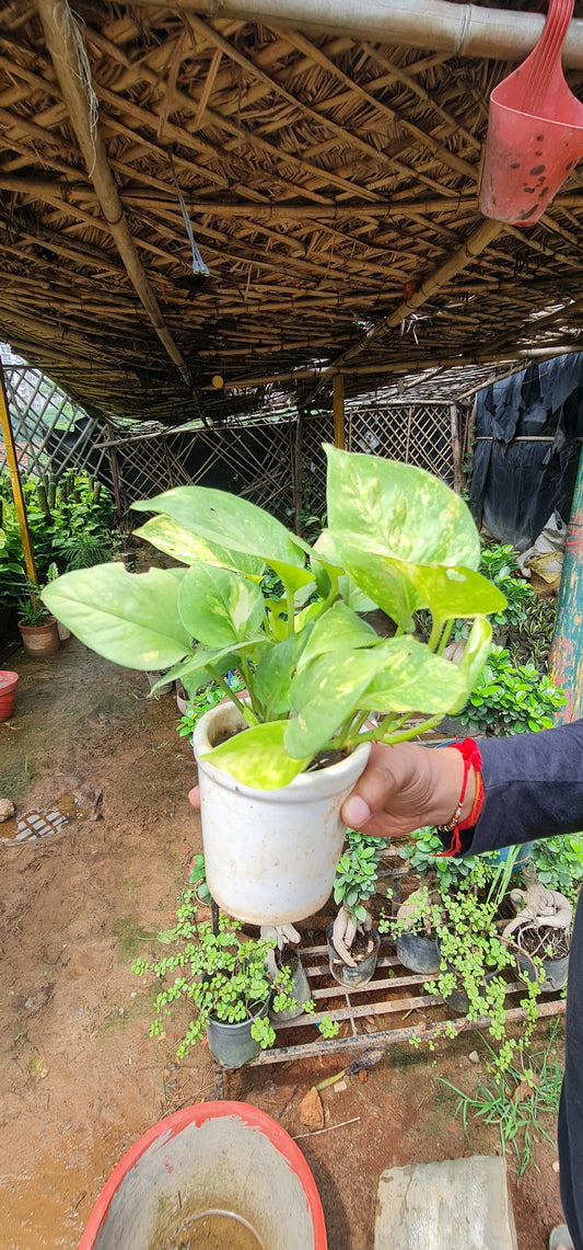 Golden Pothos Money Plant