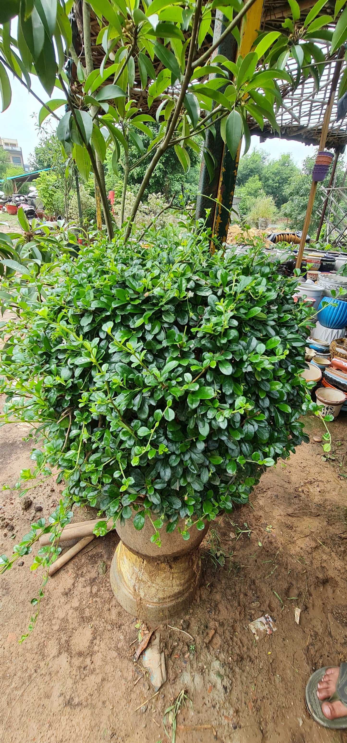 Green Leave Sisame Rough Shrub