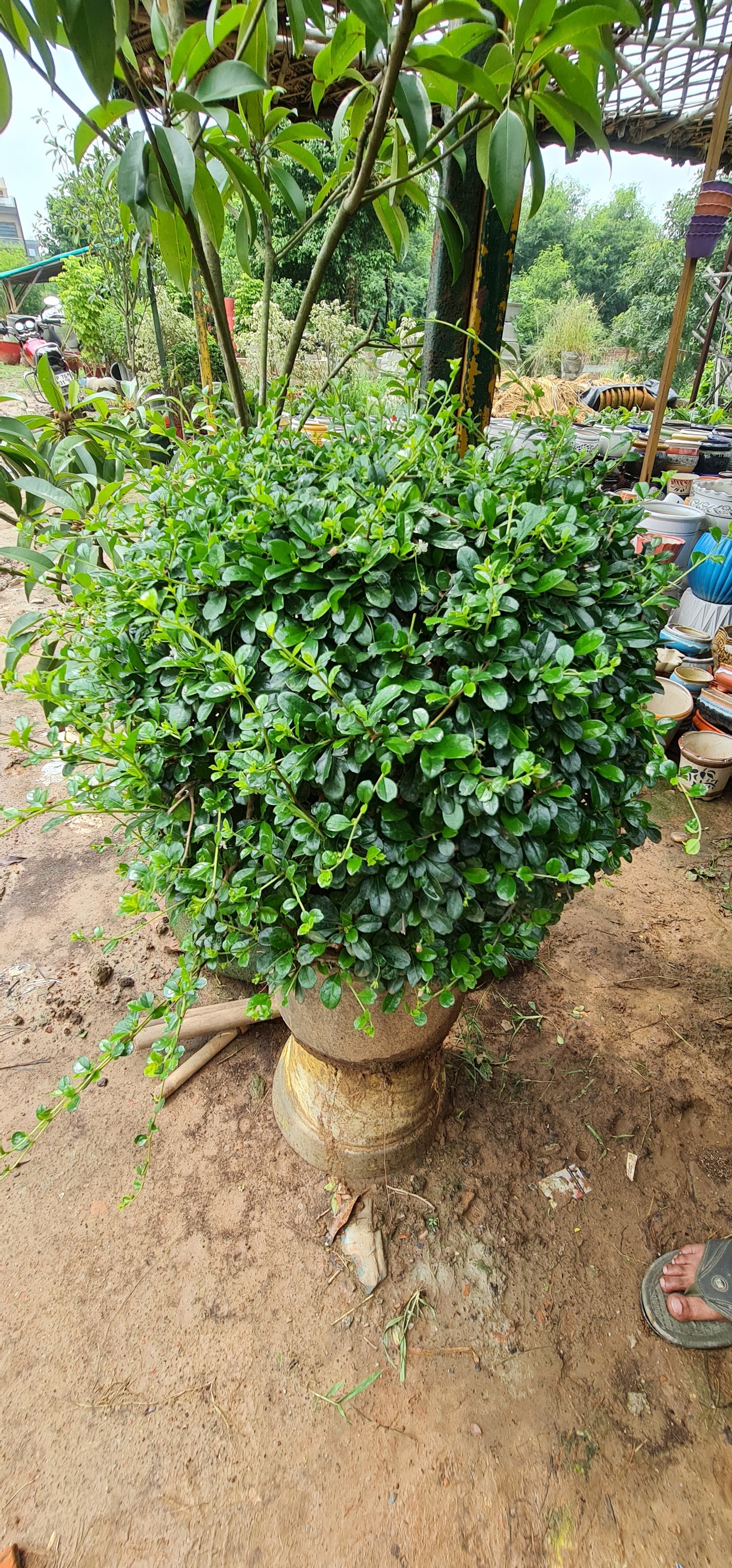 Green Leave Sisame Rough Shrub