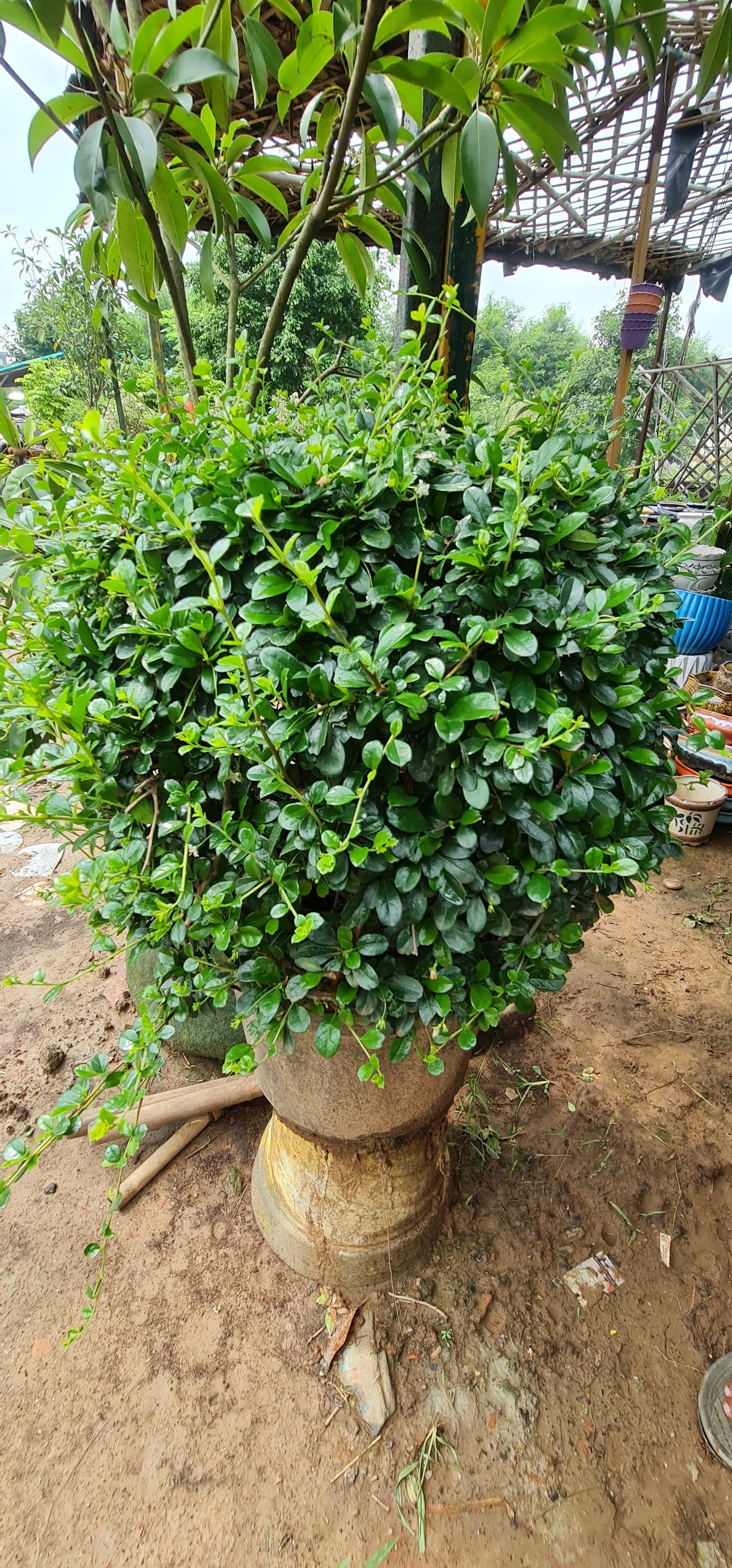 Green Leave Sisame Rough Shrub