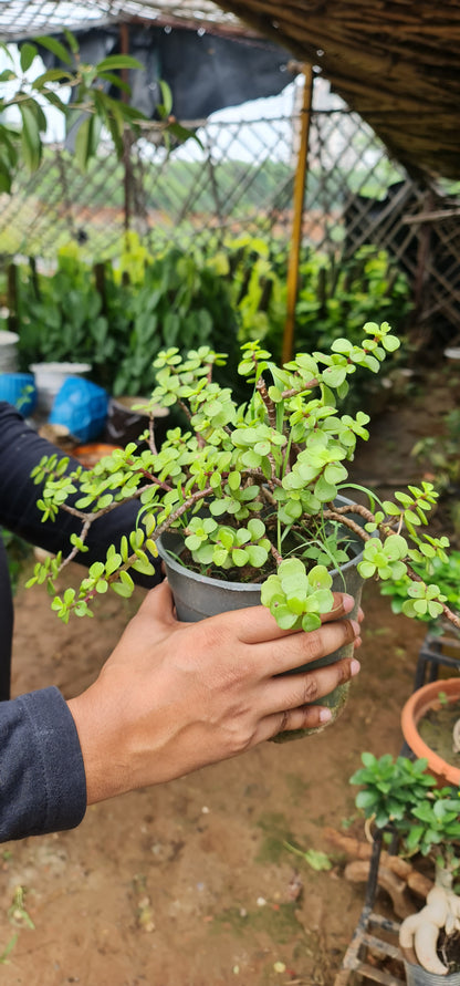 Indoor Jade Plant - Brings Prosperity and Good Fortune