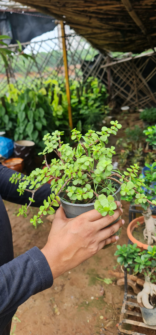 Indoor Jade Plant - Brings Prosperity and Good Fortune