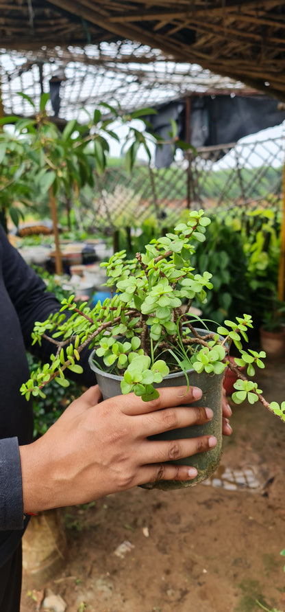 Indoor Jade Plant - Brings Prosperity and Good Fortune