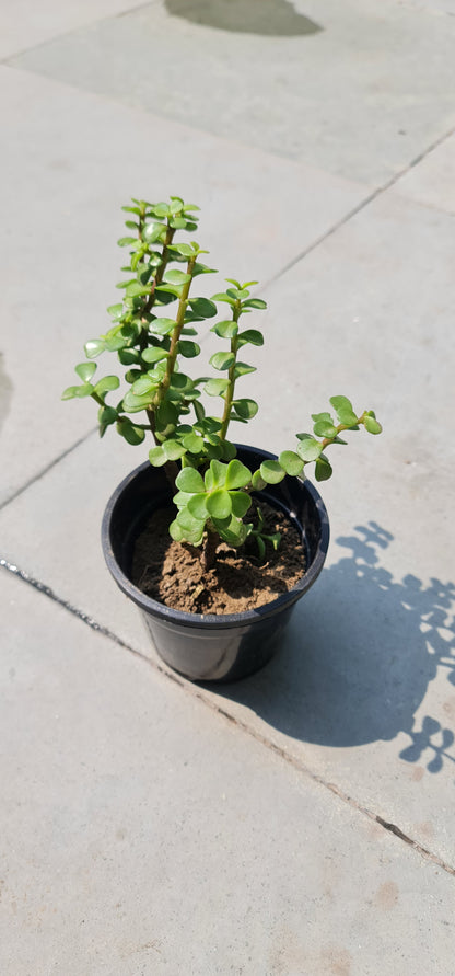 Jade Plant in 4-Inch Black Pot with Tray - Perfect Indoor Succulent