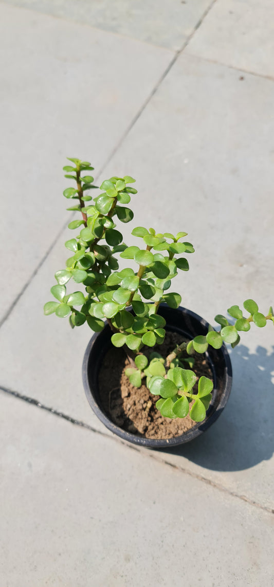 Jade Plant in 4-Inch Black Pot with Tray - Perfect Indoor Succulent