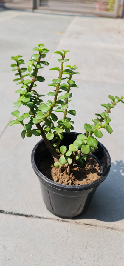 Jade Plant in 4-Inch Black Pot with Tray - Perfect Indoor Succulent