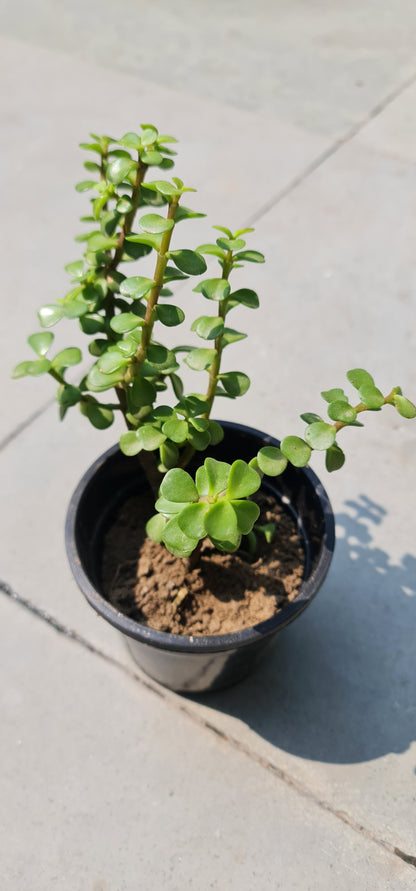Jade Plant in 4-Inch Black Pot with Tray - Perfect Indoor Succulent