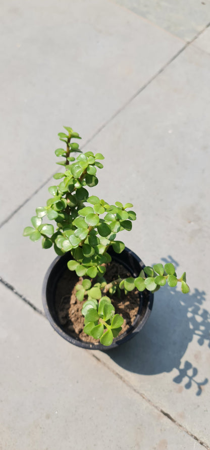 Jade Plant in 4-Inch Black Pot with Tray - Perfect Indoor Succulent