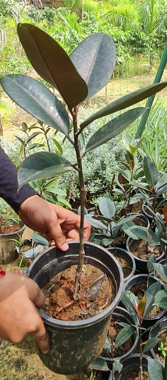 Lush Rubber Fig Plant (Ficus Elastica) - Perfect Indoor Greenery