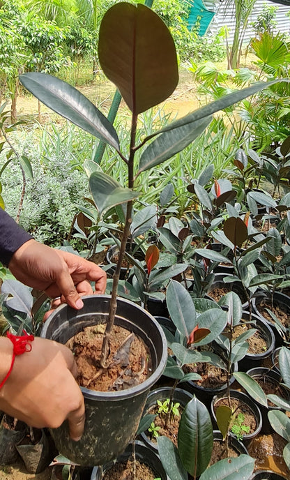 Lush Rubber Fig Plant (Ficus Elastica) - Perfect Indoor Greenery