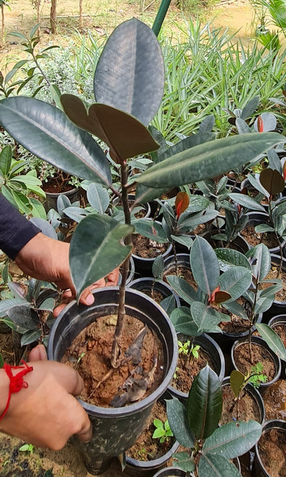 Lush Rubber Fig Plant (Ficus Elastica) - Perfect Indoor Greenery