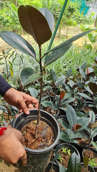 Lush Rubber Fig Plant (Ficus Elastica) - Perfect Indoor Greenery