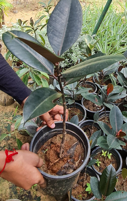 Lush Rubber Fig Plant (Ficus Elastica) - Perfect Indoor Greenery