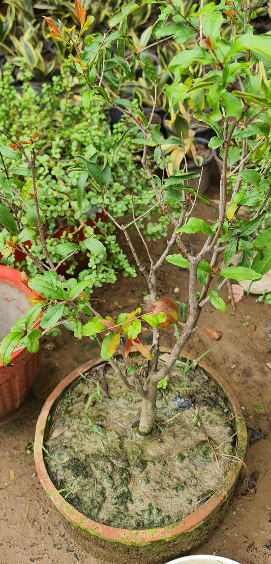 Premium Pomegranate Plant - High Yield Variety