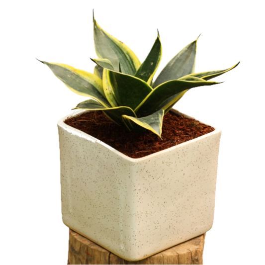 Golden Dwarf Snake Plant – Air-Purifying Elegance in Ceramic Pot