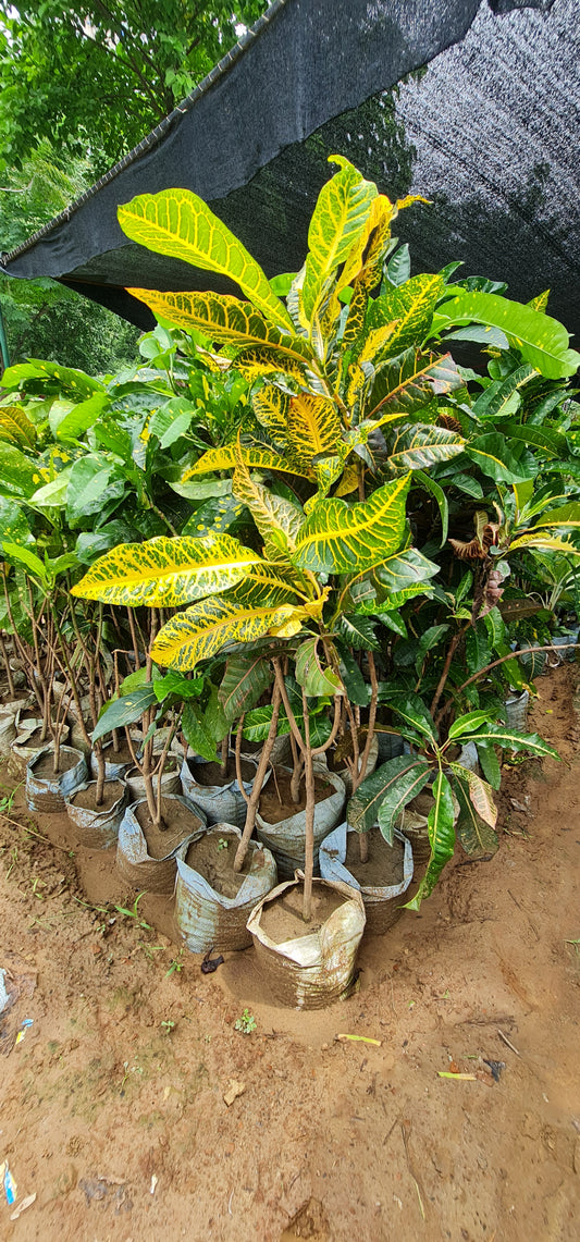 Vibrant Croton Plant - Colorful, Low-Maintenance, Air-Purifying Tropical Beauty