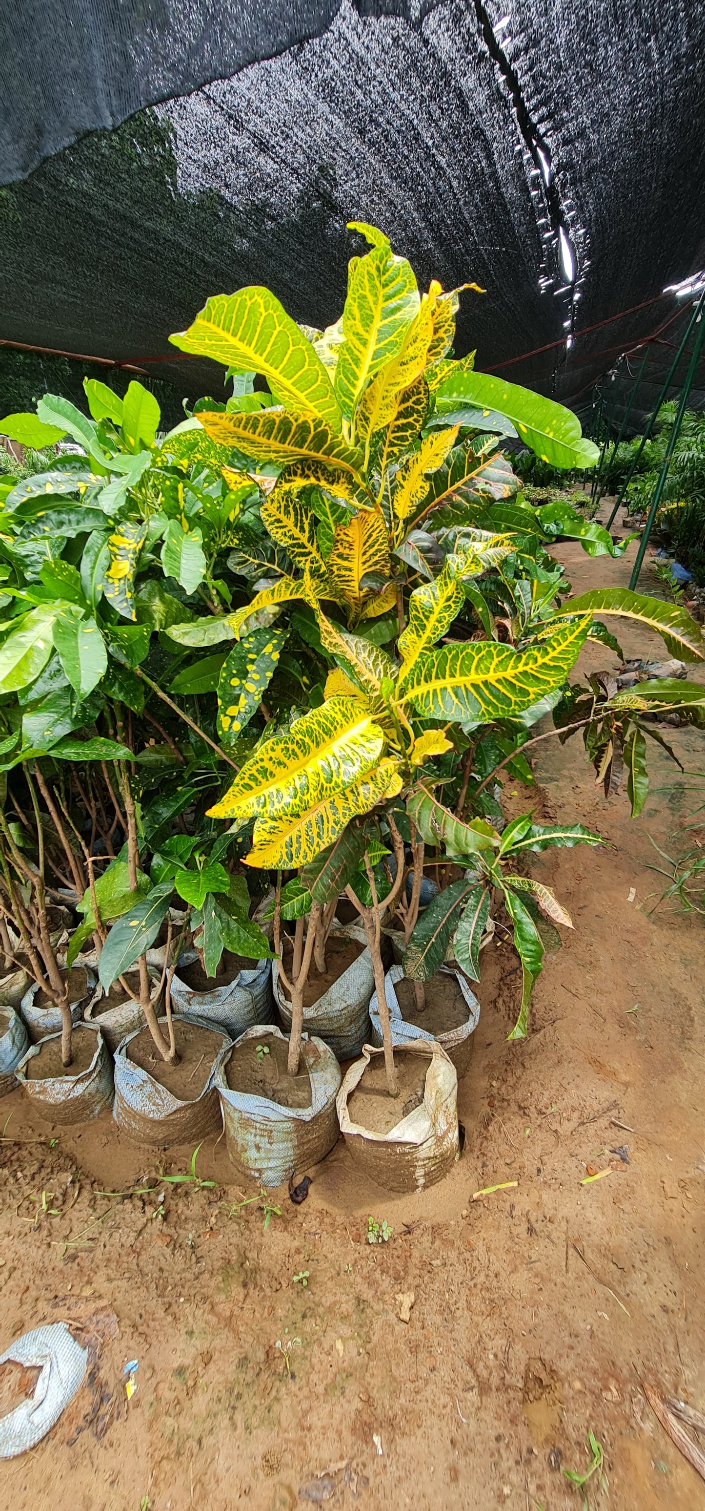 Vibrant Croton Plant - Colorful, Low-Maintenance, Air-Purifying Tropical Beauty