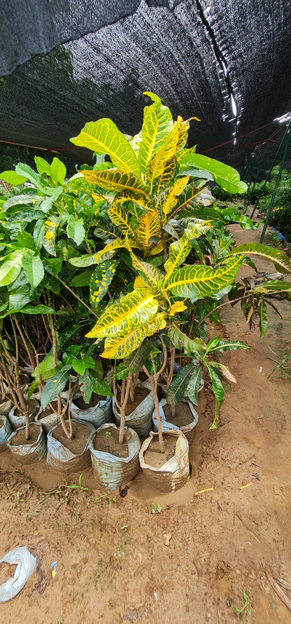 Vibrant Croton Plant - Colorful, Low-Maintenance, Air-Purifying Tropical Beauty