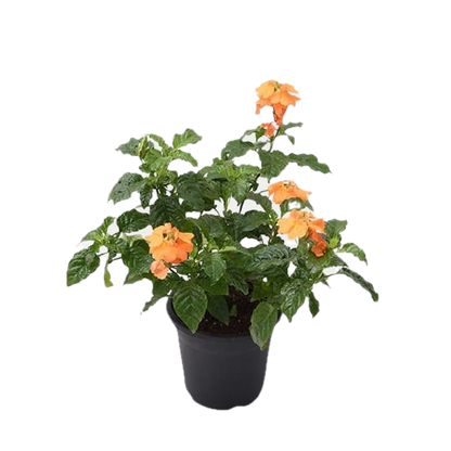 Vibrant Firecracker Flower – Abuli Plant in Decorative Pot!