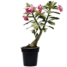 Exquisite Adenium Bonsai – Graceful Desert Rose in a Stylish Pot!
