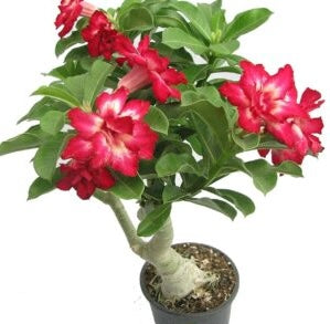 Stunning Double-Shaded Pink Desert Rose (Adenium) – Elegance in a Pot!