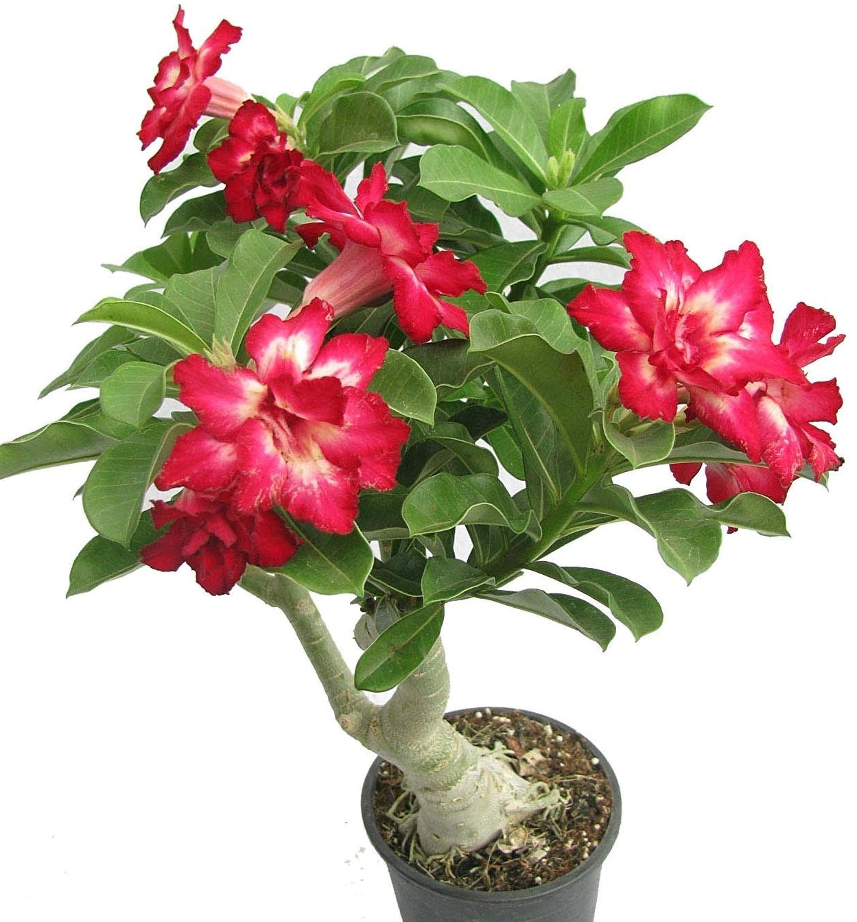 Stunning Double-Shaded Pink Desert Rose (Adenium) – Elegance in a Pot!