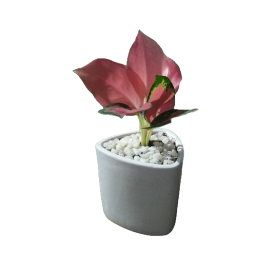 Striking Dark Pink Aglaonema – A Touch of Elegance in a Ceramic Pot!