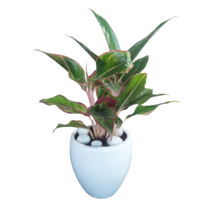 Elegant Aglaonema Lady Valentine & Anyamanee – Lush Pink Beauty in a Pot!