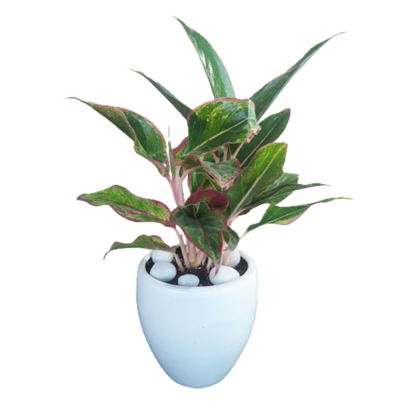 Elegant Aglaonema Lady Valentine & Anyamanee – Lush Pink Beauty in a Pot!