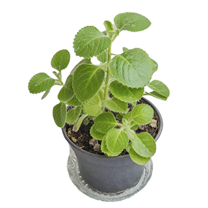 Fresh & Fragrant Ajwain Plant – Health-Boosting Herb in Decorative Pot