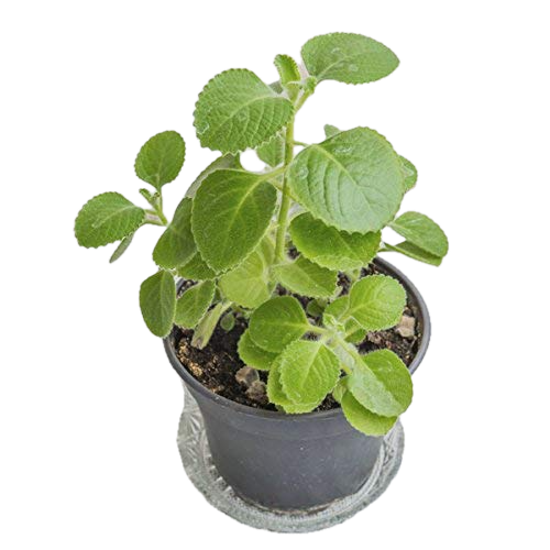 Fresh & Fragrant Ajwain Plant – Health-Boosting Herb in Decorative Pot