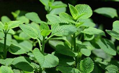 Fresh & Fragrant Ajwain Plant – Health-Boosting Herb in Decorative Pot