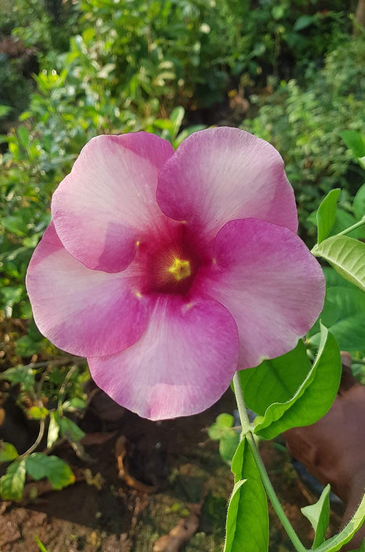 Royal Purple Allamanda – Stunning Blooming Beauty in Decorative Pot