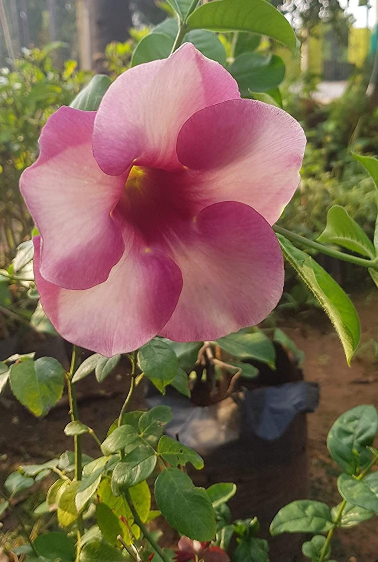 Royal Purple Allamanda – Stunning Blooming Beauty in Decorative Pot