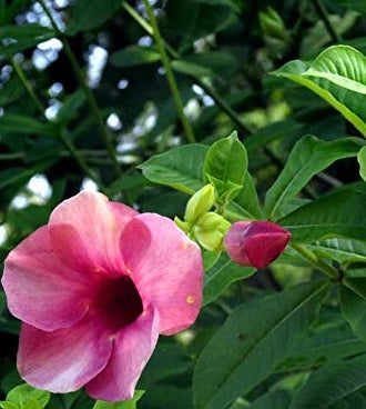 Royal Purple Allamanda – Stunning Blooming Beauty in Decorative Pot