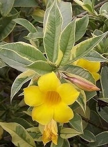 Variegated Allamanda – Exotic Blooming Beauty in Decorative Pot
